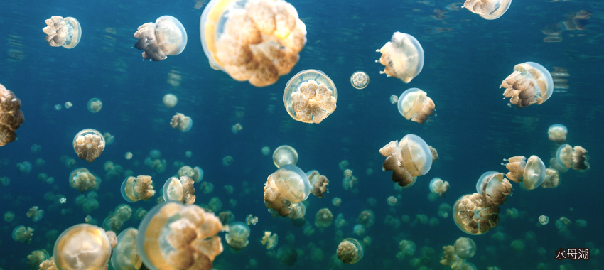 水母湖